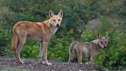 as-especies-ancestrais-de-lobo-que-podem-desaparecer-para-sempre