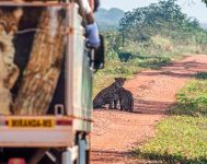 ‘espetaculo-da-natureza’:-mae-e-filhote-de-onca-sao-vistos-apos-queimadas-no-pantanal-de-ms