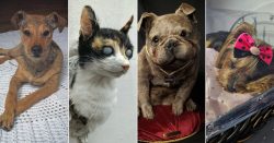 taxidermistas:-quem-sao-os-profissionais-que-faturam-‘eternizando’-animais-de-estimacao-mortos