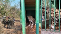 onca-pintada-e-resgatada-com-queimaduras-nas-patas-ao-fugir-de-fogo-no-pantanal-de-ms