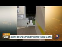 graxaim-do-mato-surpreende-policiais-em-posto-rodoviario-na-serra