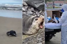 mais-de-140-pinguins-e-cinco-lobos-marinhos-sao-encontrados-em-praias-do-litoral-de-sp