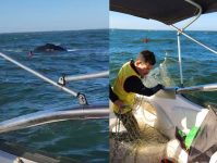 bombeiro-nada-ao-encontro-de-baleia-presa-em-redes-de-pesca,-e-animal-e-resgatado-em-sc;-video