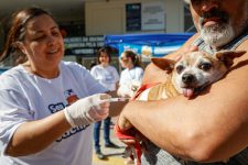 rio-inicia-campanha-de-vacinacao-antirrabica-neste-sabado