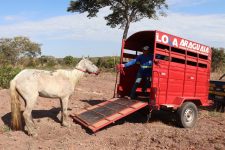 animais-de-grande-porte-abandonados-em-ruas-de-gurupi-passam-a-ser-recolhidos-e-podem-ir-para-doacao