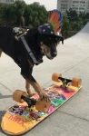 ‘rayssa-leal-do-mundo-animal’:-pet-brasileira-viraliza-ao-andar-de-skate