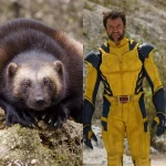 wolverine:-entenda-como-um-animal-em-extincao-inspirou-a-criacao-do-heroi