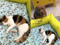 gata-rouba-cama-de-pitbull-‘rainha-da-coitadolandia’-e-gera-cena-hilaria