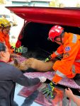 lobo-guara-e-resgatado-pelos-bombeiros-apos-ser-atropelado-enquanto-tentava-atravessar-br-040