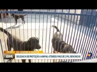 delegacia-de-protecao-animal-recebeu-mais-de-duas-mil-denuncias-em-2024