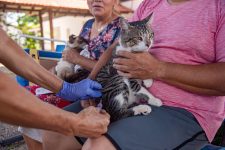 campanha-de-vacinacao-antirrabica-continua-neste-sabado-(17)-em-boa-vista;-veja-locais