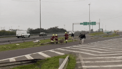 video:-porco-solto-na-br-290-e-capturado-por-policiais-em-porto-alegre