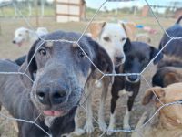 artesp-realiza-feira-de-adocao-de-animais-resgatados-em-rodovias-em-marilia