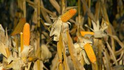 pequenos-agricultores-recebem-ajuda-para-produzir-mais-milho