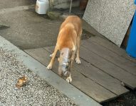 cachorra-se-prende-em-garrafa-pet-e-e-socorrida-por-bombeiros-em-sc;-foto