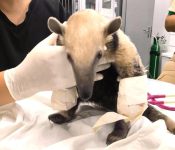 tamandua-mirim-e-resgatado-com-patas-queimadas-em-mt