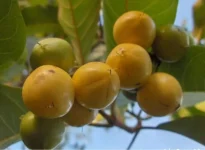 fruta-dourada-cheia-de-colageno-da-elasticidade-ao-rosto,-atenua-rugas-e-mantem-a-pele-macia