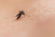 alto-tiete-ultrapassa-40-mortes-por-dengue-em-2024;-poa-e-suzano-registram-novas-vitimas