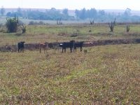 idoso-e-autuado-em-r$-8-mil-por-utilizar-area-de-reserva-para-pastoreio-de-gado-em-mirante-do-paranapanema