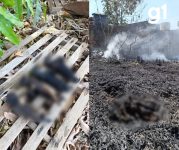 dezenas-de-gatos-sao-mortos-durante-incendio-em-varzea-grande-(mt);-video