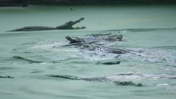 crocodilo-mata-mulher-em-rio-na-indonesia