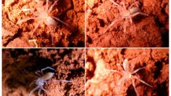 nova-especie-de-aranha-sem-olhos-e-descoberta-por-biologos-em-minas-gerais;-conheca