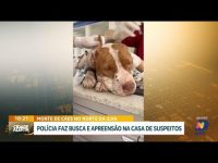 morte-de-pitbulls-no-norte-da-ilha:-policia-faz-busca-em-residencias-de-suspeitos