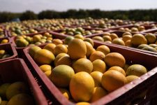 clima-encarece-preco-da-laranja-e-estoques-do-suco-para-exportacao-podem-zerar;-entenda