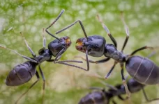 formiga-do-terror?-especie-invasora-destroi-pavimentos-e-vira-ameaca