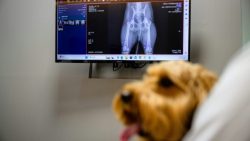 veterinarios-recorrem-a-ia-para-atender-pets-na-coreia-do-sul