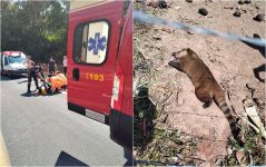 quati-invade-pista,-e-atropelado-e-causa-acidente-entre-carro-e-moto-na-mg-369,-em-alfenas,-mg