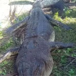 partes-de-corpo-de-mulher-desaparecida-sao-encontradas-dentro-de-crocodilo-gigante