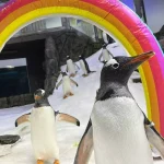 morre-‘pinguim-gay’-que-ficou-famoso-por-historia-romantica