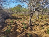 policia-militar-destroi-mais-de-11-mil-pes-de-maconha-em-plantacao-no-norte-bahia