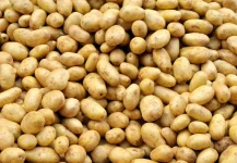 entenda-como-funciona-a-producao-de-batatas-em-santa-catarina