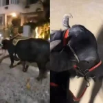 video:-bufalo-vira-celebridade-durante-passeio-em-praia-de-copacabana