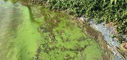 braco-do-rio-tiete-tem-coloracao-verde-e-mau-cheiro-no-interior-de-sp:-‘minha-renda-esta-indo-por-agua-abaixo’,-diz-pescador