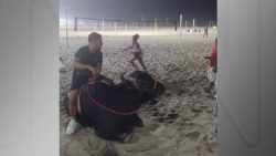 bufalo-e-flagrado-dando-mergulho-em-copacabana-e-dono-explica:-“realizou-um-sonho”