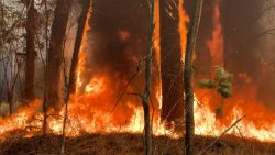 pelo-menos-oito-incendios-sao-registrados-em-cidades-do-interior-de-sp-nesta-quinta-feira