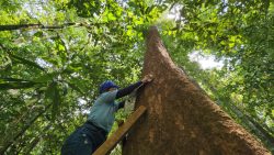 pesquisa-em-floresta-do-amapa-fornecera-dados-sobre-mudancas-no-clima-da-amazonia-para-a-nasa