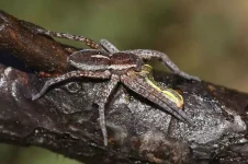 aranhas-gigantes-do-‘tamanho-de-ratos’-reaparecem-na-europa-apos-quase-extincao 