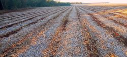 previsao-de-geada-no-sul-e-maxima-de-quase-40oc-no-centro-oeste:-veja-ate-quando-brasil-deve-ter-extremos-de-temperatura