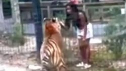 video:-mulher-invade-cativeiro-de-tigre-e-quase-perde-mao-em-mordida