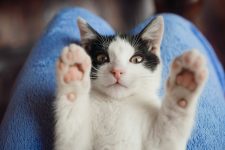 castracao-gratuita-de-caes-e-gatos-tem-mais-de-1-mil-vagas-abertas-no-df;-veja-como-se-inscrever