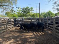 expofeira-2024:-600-animais-serao-expostos-no-parque-de-exposicoes-da-fazendinha,-em-macapa 