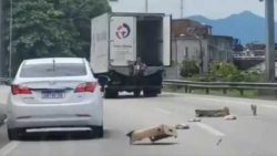 video:-criminoso-se-pendura-em-caminhao-frigorifico-durante-perseguicao-e-derruba-carnes