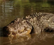 com-mais-de-120-anos,-crocodilo-mais-velho-do-mundo-tem-passado-‘sombrio’