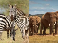 namibia-abatera-elefantes,-zebras-e-outros-animais-para-alimentar-populacao-apos-grave-seca