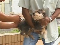 dia-d-de-vacinacao-contra-a-raiva-animal-acontece-neste-sabado-em-todos-os-municipios-da-paraiba