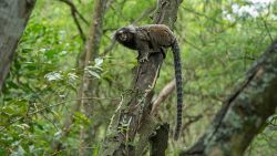 assim-como-os-humanos,-saguis-chamam-uns-aos-outros-por-‘apelidos’,-mostra-estudo